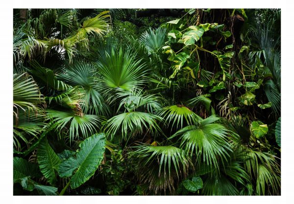 Fototapetas džiunglės palmės ir monsteros